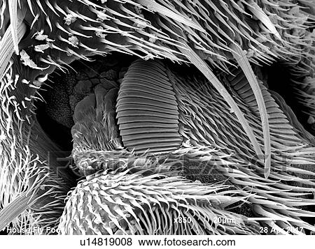 Foot of house fly (Muscidae) imaged in a scanning electron microscope, B&W full frame View Large Photo Image Stock Photo - Foot of house fly (Muscidae) imaged in a scanning electron microscope, B&W full frame. Fotosearch