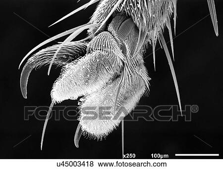 Foot of house fly (Muscidae) imaged in a scanning electron microscope, B&W View Large Photo Image Stock Photo - Foot of house fly (Muscidae) imaged in a scanning electron microscope, B&W. Fotosearch
