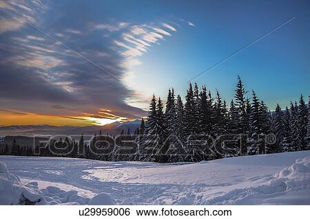 Stock Photograph - Forest edge on snow covered landscape at sunset, Gurne, Ukraine, Eastern Europe. Fotosearch