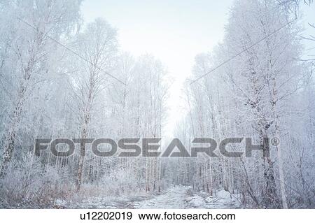 Stock Photo - Forest, Ural, Sverdlovsk, Russia. Fotosearch