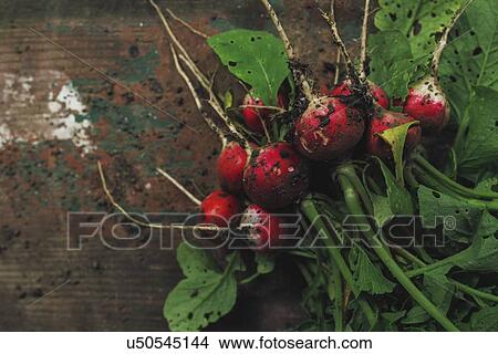 Freshly picked organic radishes on wooden table. View Large Photo Image Picture - Freshly picked organic radishes on wooden table.. Fotosearch