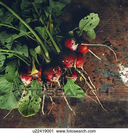 Stock Image - Freshly picked organic radishes on wooden table.. Fotosearch