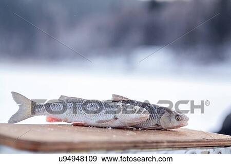 Frozen fish View Large Photo Image Stock Photo - Frozen fish. Fotosearch