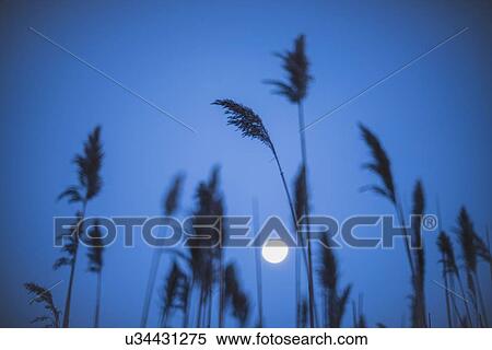 Full moon behind marram grass View Large Photo Image Stock Photography - Full moon behind marram grass. Fotosearch