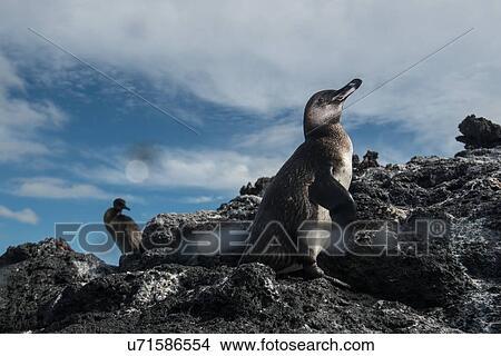 Picture - Galapagos Penguin and Flightless Cormorant resting on rocks, Seymour, Galapagos, Ecuador. Fotosearch