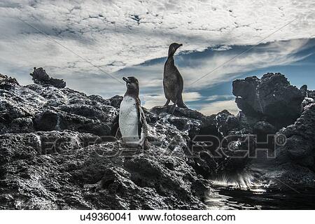 Galapagos Penguin and Flightless Cormorant resting on rocks, Seymour, Galapagos, Ecuador View Large Photo Image Stock Image - Galapagos Penguin and Flightless Cormorant resting on rocks, Seymour, Galapagos, Ecuador. Fotosearch