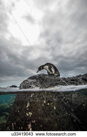 Galapagos Penguin resting on rocks, Seymour, Galapagos, Ecuador View Large Photo Image Stock Image - Galapagos Penguin resting on rocks, Seymour, Galapagos, Ecuador. Fotosearch