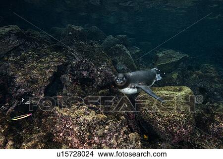 Galapagos Penguins hunting sardines, Seymour, Galapagos, Ecuador View Large Photo Image Picture - Galapagos Penguins hunting sardines, Seymour, Galapagos, Ecuador. Fotosearch