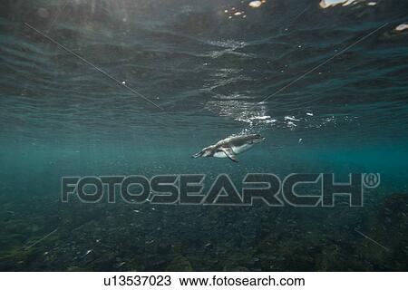 Galapagos Penguins hunting sardines, Seymour, Galapagos, Ecuador View Large Photo Image Stock Image - Galapagos Penguins hunting sardines, Seymour, Galapagos, Ecuador. Fotosearch