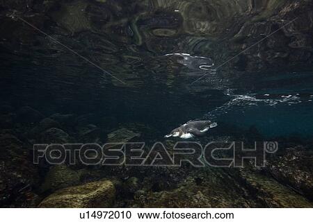 Galapagos Penguins hunting sardines, Seymour, Galapagos, Ecuador View Large Photo Image Stock Image - Galapagos Penguins hunting sardines, Seymour, Galapagos, Ecuador. Fotosearch
