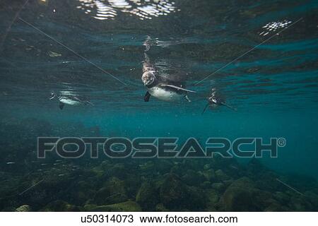 Stock Image - Galapagos Penguins hunting sardines, Seymour, Galapagos, Ecuador. Fotosearch