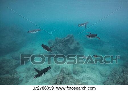 Stock Photo - Galapagos Penguins hunting sardines, Seymour, Galapagos, Ecuador. Fotosearch