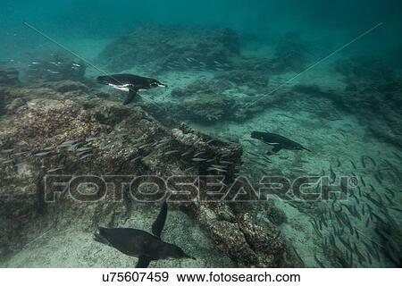 Galapagos Penguins hunting sardines, Seymour, Galapagos, Ecuador View Large Photo Image Stock Photo - Galapagos Penguins hunting sardines, Seymour, Galapagos, Ecuador. Fotosearch