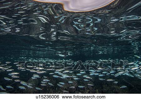 Galapagos Penguins hunting sardines, Seymour, Galapagos, Ecuador View Large Photo Image Stock Photograph - Galapagos Penguins hunting sardines, Seymour, Galapagos, Ecuador. Fotosearch