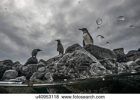 Stock Photo - Galapagos Penguins resting on rocks, Seymour, Galapagos, Ecuador. Fotosearch