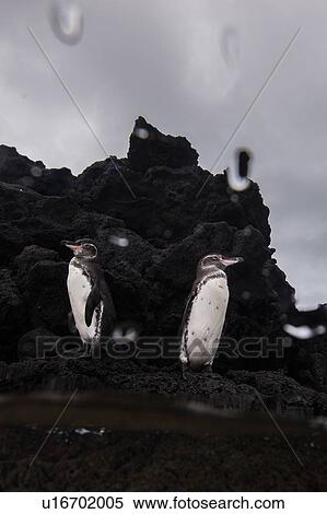 Stock Photography - Galapagos Penguins resting on rocks, Seymour, Galapagos, Ecuador. Fotosearch