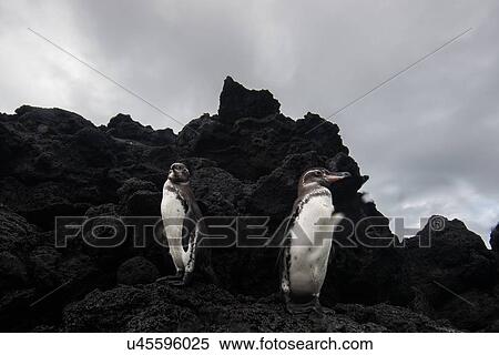 Stock Photography - Galapagos Penguins resting on rocks, Seymour, Galapagos, Ecuador. Fotosearch