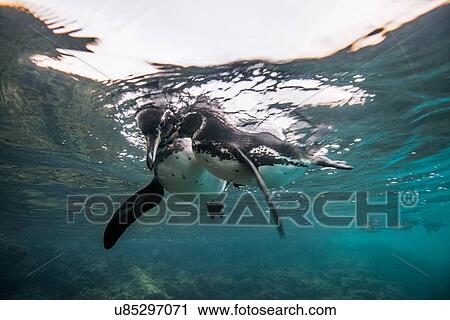 Galapagos Penguins socializing, Seymour, Galapagos, Ecuador View Large Photo Image Stock Image - Galapagos Penguins socializing, Seymour, Galapagos, Ecuador. Fotosearch