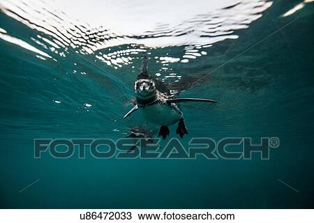 Stock Image - Galapagos Penguins socializing, Seymour, Galapagos, Ecuador. Fotosearch