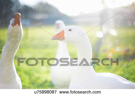 Geese in sunlight, Wiltshire, United Kingdom, Europe View Large Photo Image Stock Photo - Geese in sunlight, Wiltshire, United Kingdom, Europe. Fotosearch