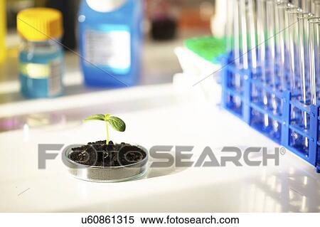 Stock Photography - Genetic modification, conceptual image.. Fotosearch