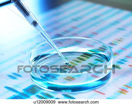 Genetic research. Pipette adding a sample to a petri dish with a DNA (deoxyribonucleic acid) gel in the background. View Large Photo Image Stock Photo - Genetic research. Pipette adding a sample to a petri dish with a DNA (deoxyribonucleic acid) gel in the background.. Fotosearch