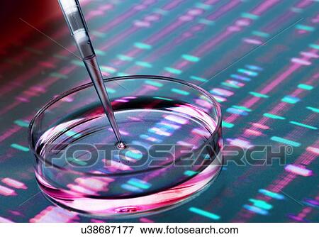 Stock Photo - Genetic research. Pipette adding a sample to a petri dish with a DNA (deoxyribonucleic acid) gel in the background.. Fotosearch