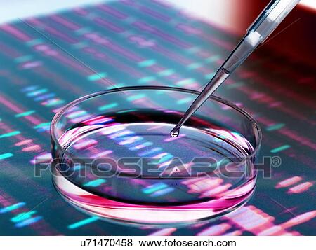 Genetic research. Pipette adding a sample to a petri dish with a DNA (deoxyribonucleic acid) gel in the background. View Large Photo Image Stock Photo - Genetic research. Pipette adding a sample to a petri dish with a DNA (deoxyribonucleic acid) gel in the background.. Fotosearch