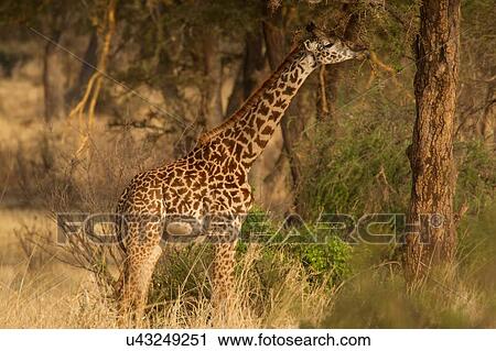 Giraffe, Giraffa camelopardalis, Tarangire National Park, Tanzania View Large Photo Image Stock Image - Giraffe, Giraffa camelopardalis, Tarangire National Park, Tanzania. Fotosearch