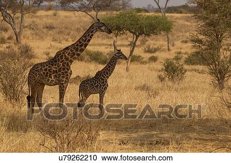 Stock Image - Giraffe, Giraffa camelopardalis, Tarangire National Park, Tanzania. Fotosearch