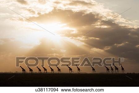 Picture - Giraffes at sunset in Amboseli National Park, Amboseli, Rift Valley, Kenya. Fotosearch