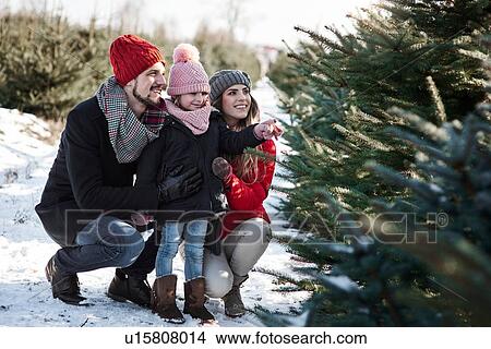 Picture - Girl and parents looking at forest christmas trees. Fotosearch