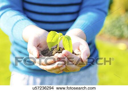 Picture - Girl holding seedling in her hands.. Fotosearch