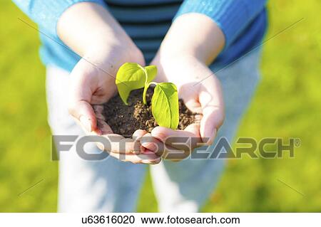 Stock Image - Girl holding seedling in her hands.. Fotosearch