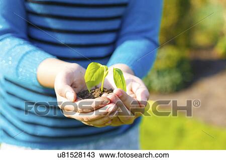 Stock Image - Girl holding seedling in her hands.. Fotosearch