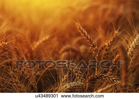 Golden wheat ears in field. View Large Photo Image Stock Image - Golden wheat ears in field.. Fotosearch