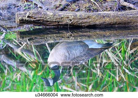 Goose View Large Photo Image Picture - Goose. Fotosearch
