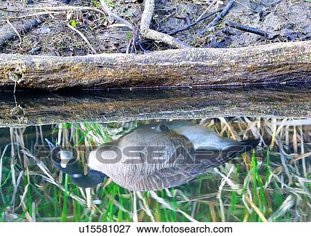 Goose View Large Photo Image Stock Photo - Goose. Fotosearch
