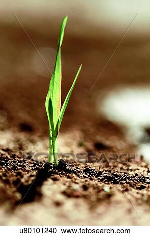 Grass blades growing out of the ground in a harsh environment. View Large Photo Image Stock Image - Grass blades growing out of the ground in a harsh environment.. Fotosearch