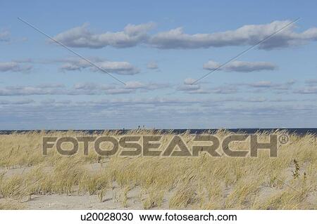 Stock Image - Grass on sand dune with sea in background. Fotosearch