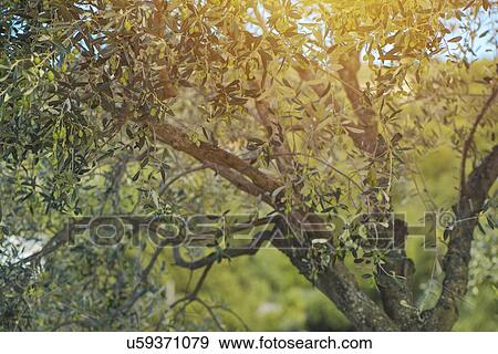 Stock Photo - Green olive fruit on tree.. Fotosearch