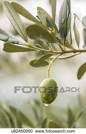 Green olive. View Large Photo Image Stock Image - Green olive.. Fotosearch