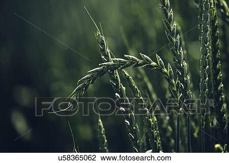 Green spelt crop growing in cultivated field. View Large Photo Image Stock Image - Green spelt crop growing in cultivated field.. Fotosearch