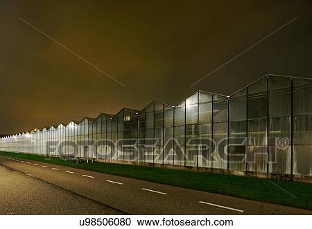Greenhouse at night, in Westland, area with the highest concentration of greenhouses in Netherlands View Large Photo Image Stock Image - Greenhouse at night, in Westland, area with the highest concentration of greenhouses in Netherlands. Fotosearch