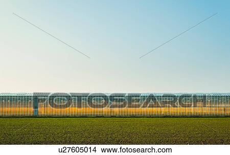 Picture - Greenhouse in Westland, area with the highest concentration of greenhouses in Netherlands. Fotosearch