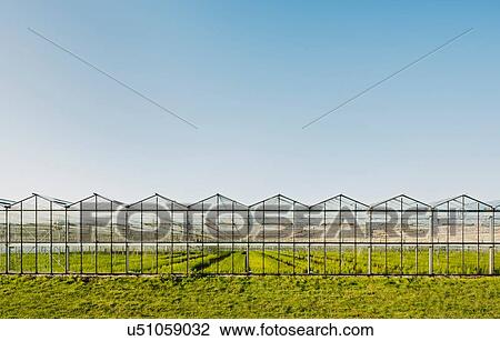Stock Image - Greenhouse in Westland, area with the highest concentration of greenhouses in Netherlands. Fotosearch