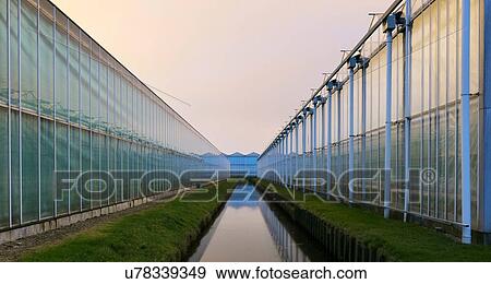Stock Photo - Greenhouses at dusk, in Westland, area with the highest concentration of greenhouses in Netherlands. Fotosearch