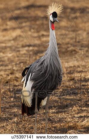 Stock Image - Grey (Southern) Crowned Crane, Balearica regulorum, Ngorogoro Crater, Tanzania. Fotosearch