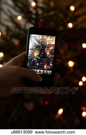 Hand holding mobile phone, taking photograph of Christmas tree View Large Photo Image Stock Photo - Hand holding mobile phone, taking photograph of Christmas tree. Fotosearch