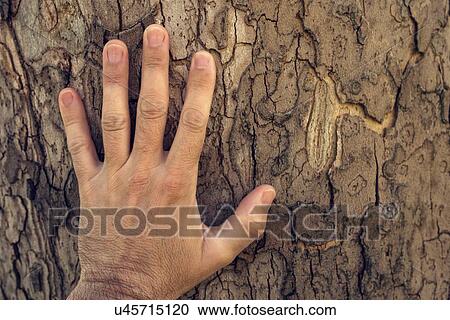 Stock Image - Hand touching maple tree.. Fotosearch